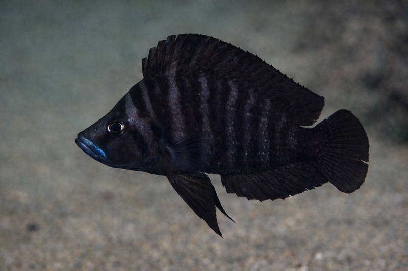 Altolamprologus compressiceps 'Cape Nambeyeye'